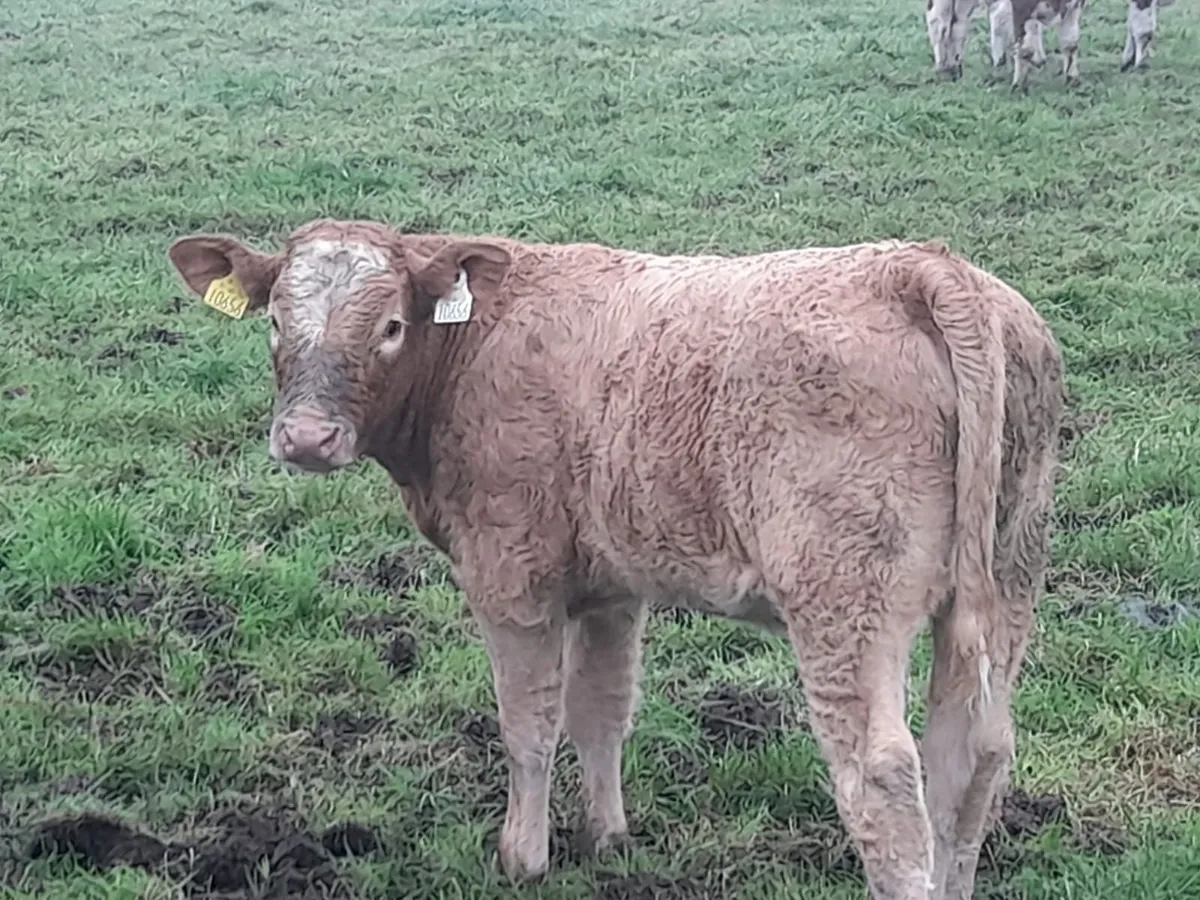 10 Heifer Weanlings - Image 1