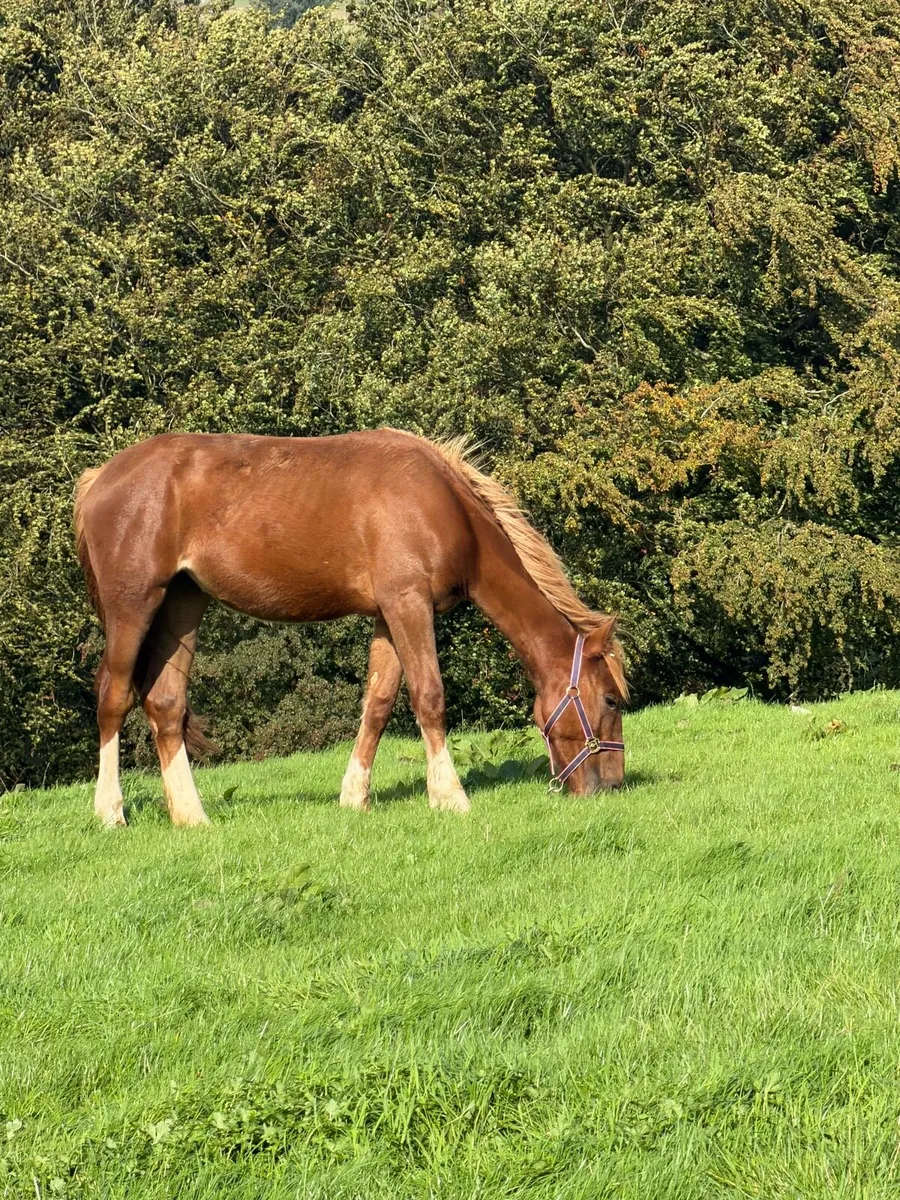 Yearling cob/draft - Image 1