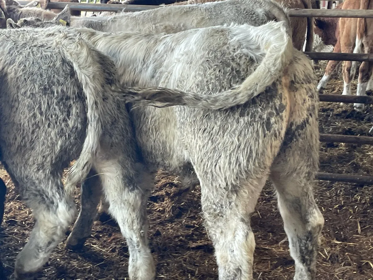 8 super u grade bull Weanlings - Image 2
