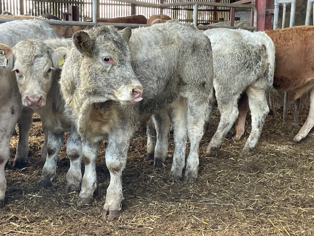 8 super u grade bull Weanlings - Image 4