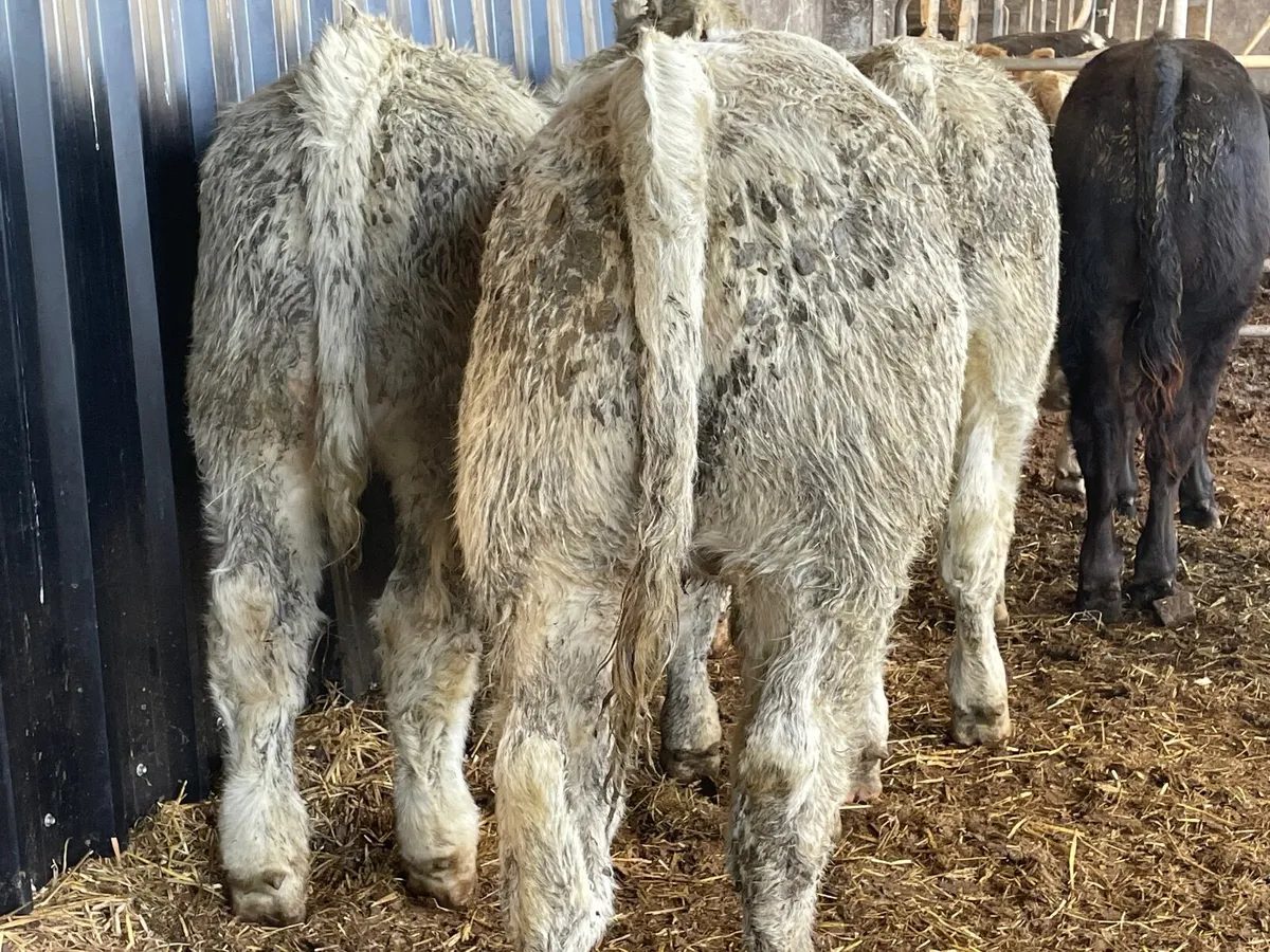 8 super u grade bull Weanlings - Image 3