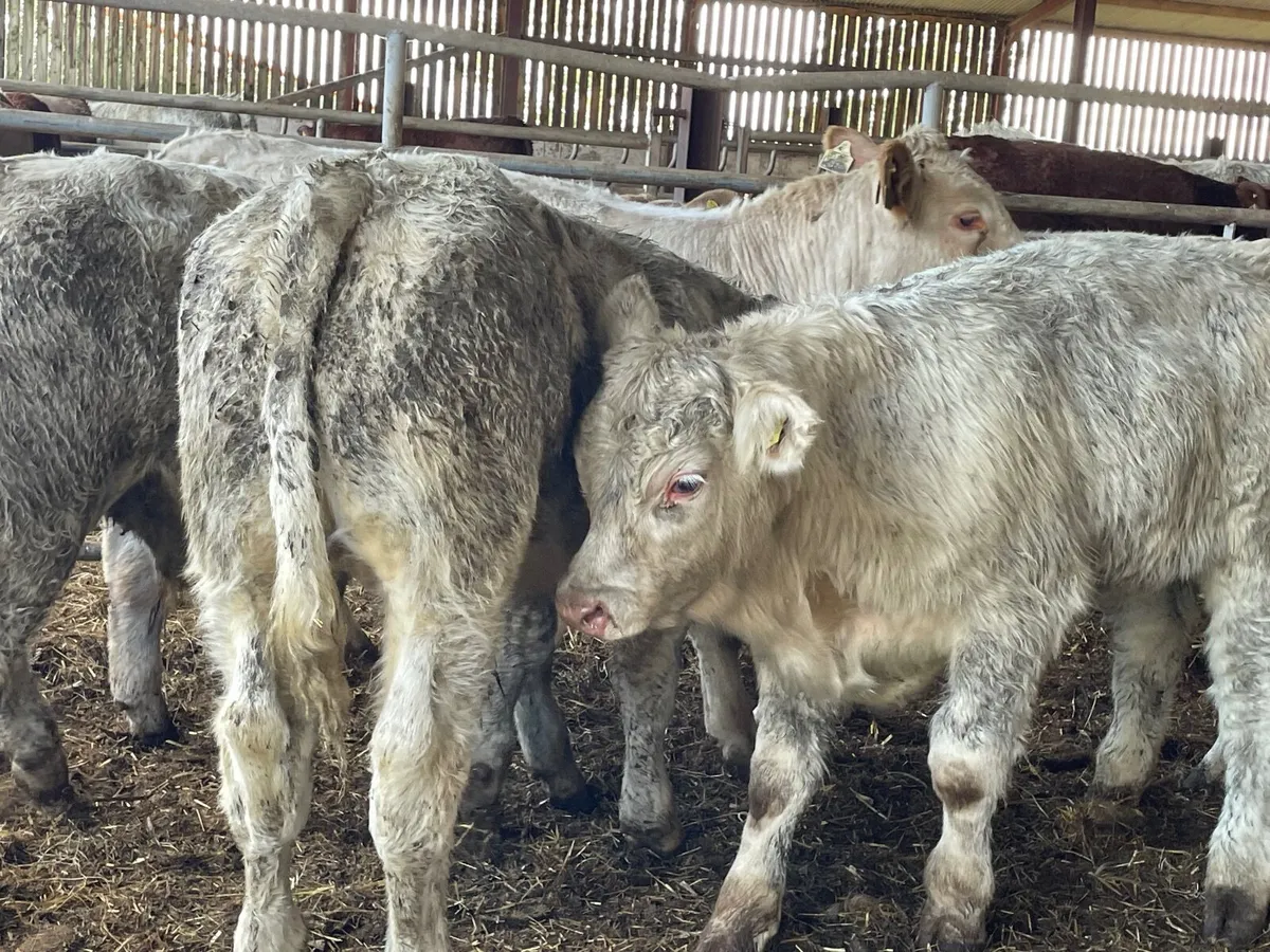 8 super u grade bull Weanlings - Image 1