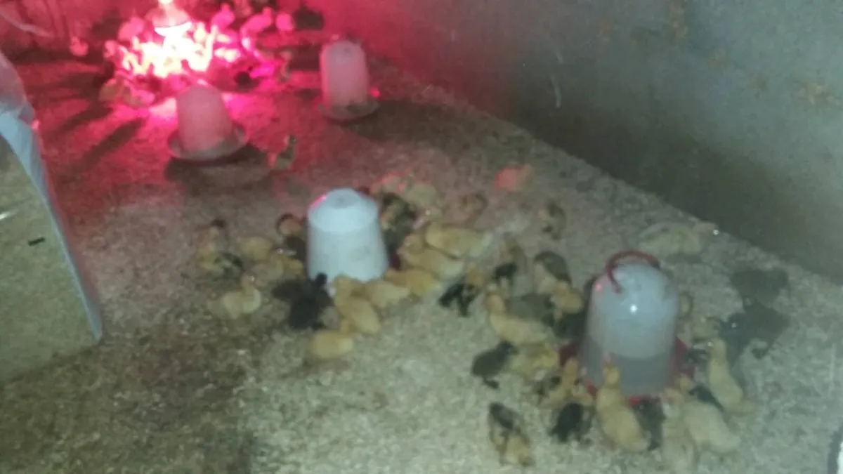Ducklings/Hens /pullets/ chicks/pigeons - Image 1