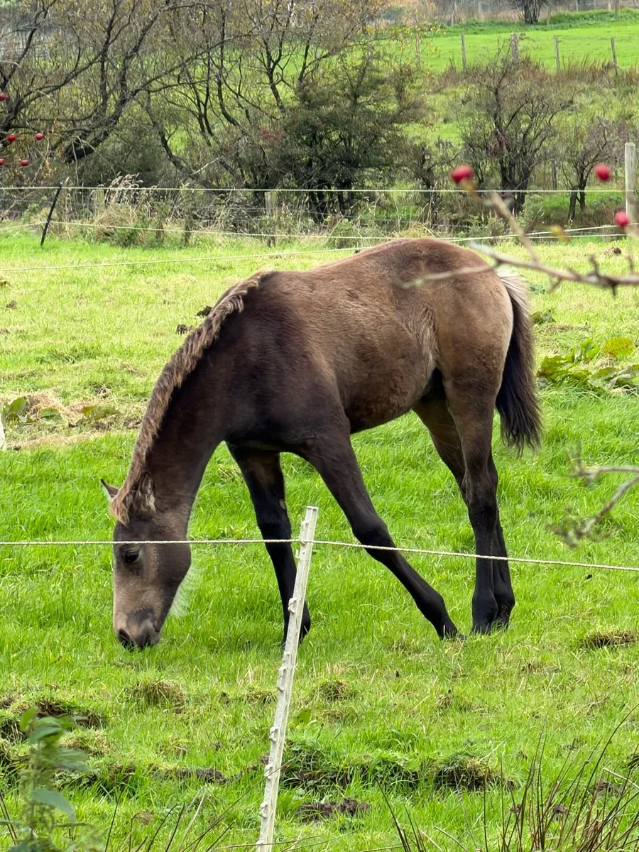 Dun colt foal - Image 1
