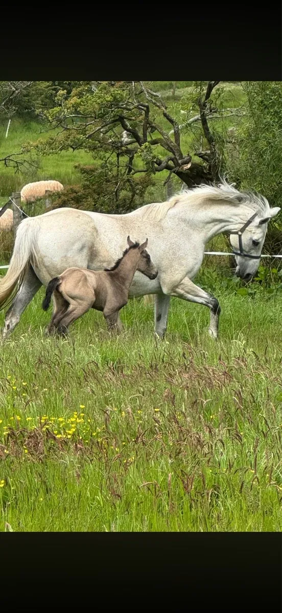 Dun colt foal - Image 3