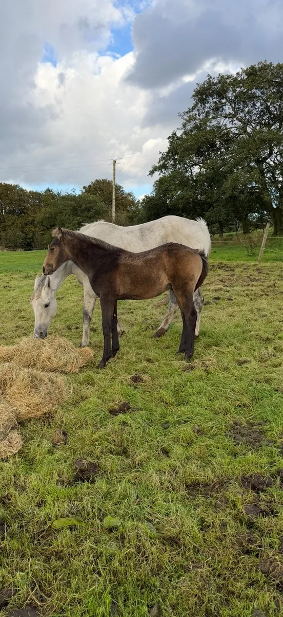 Dun colt foal - Image 4