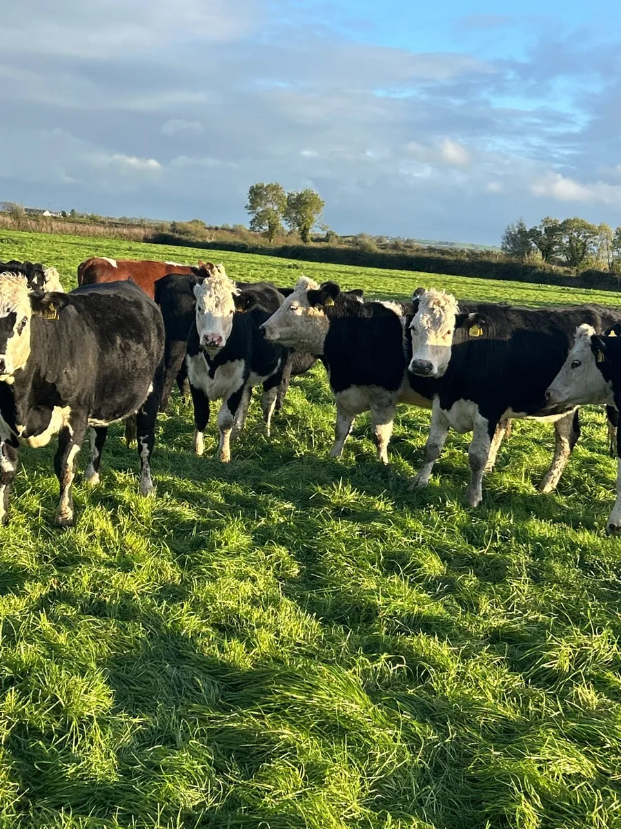 Wh/AA incalf heifers - Image 1