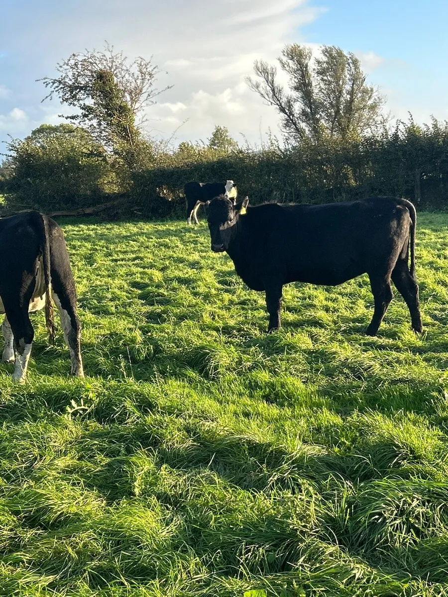 Wh/AA incalf heifers - Image 3
