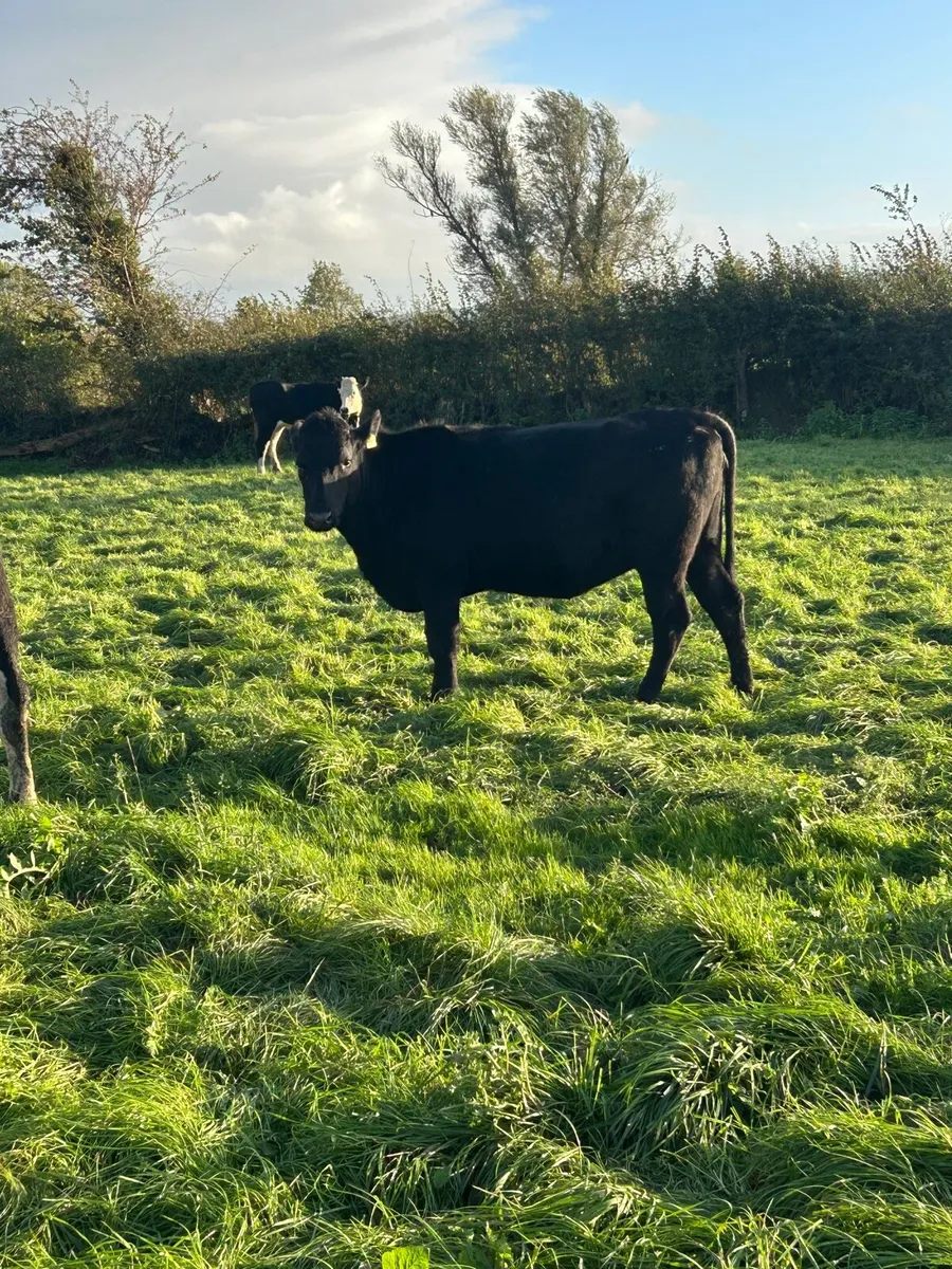 Wh/AA incalf heifers - Image 4