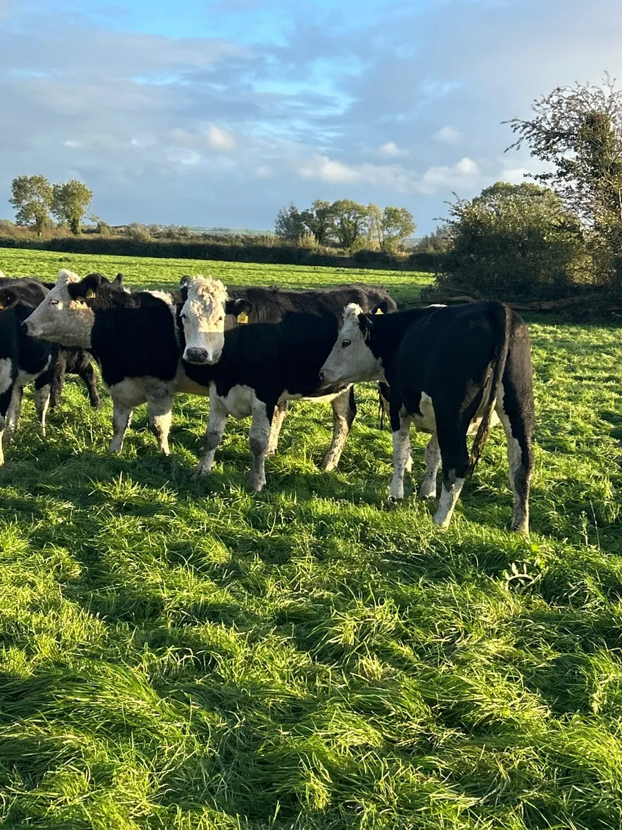 Wh/AA incalf heifers - Image 2