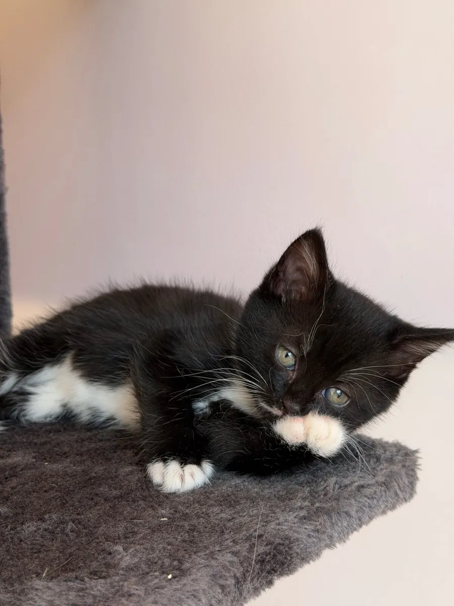 Girl kitten looking for forever home - Image 3
