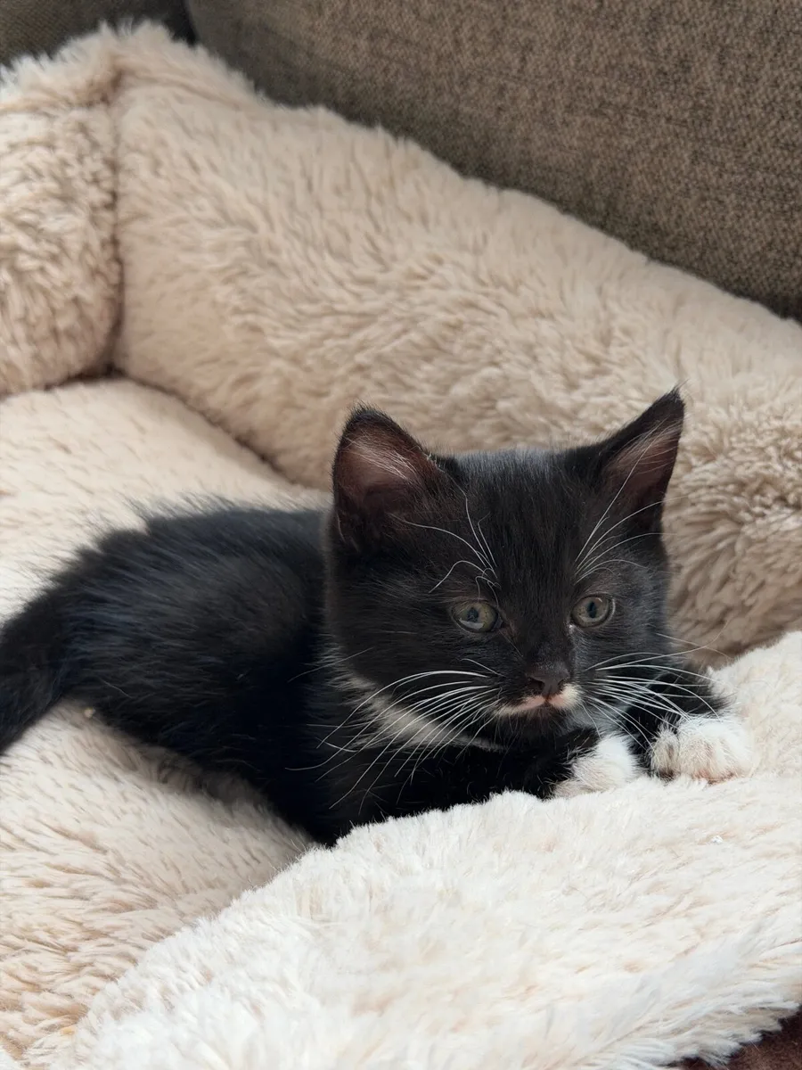 Girl kitten looking for forever home - Image 4