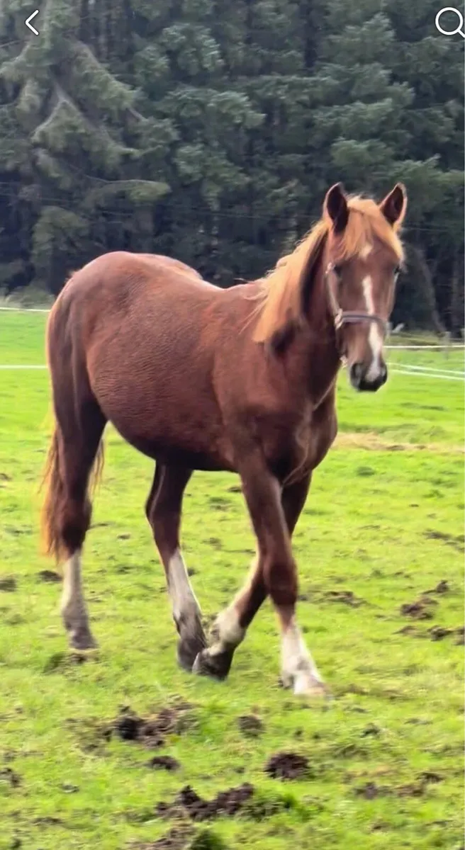 Yearling cob/draft - Image 3