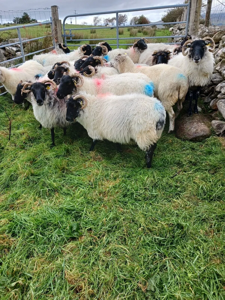 Aged Ewes - Image 1