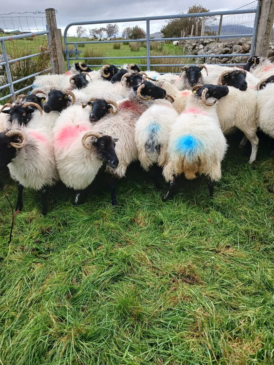 Aged Ewes - Image 2