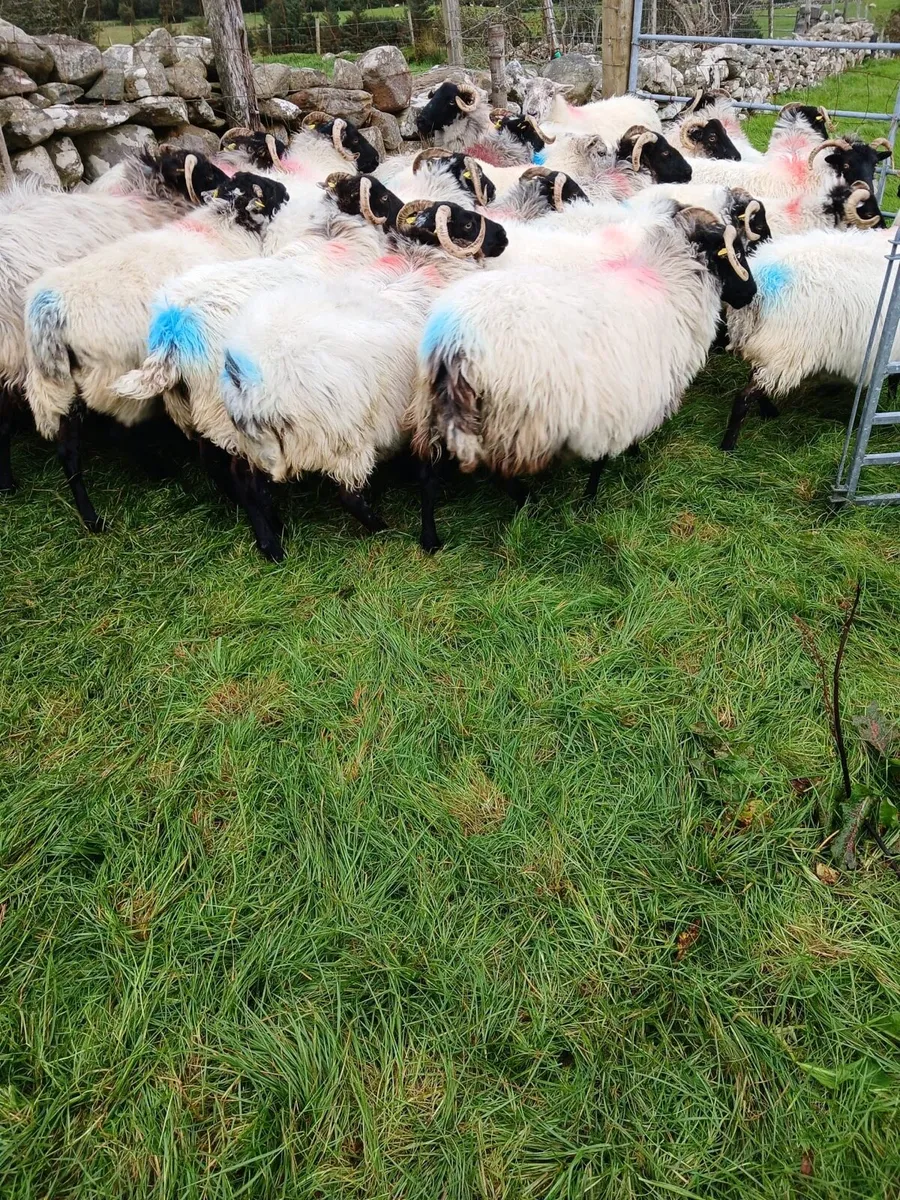 Aged Ewes - Image 3