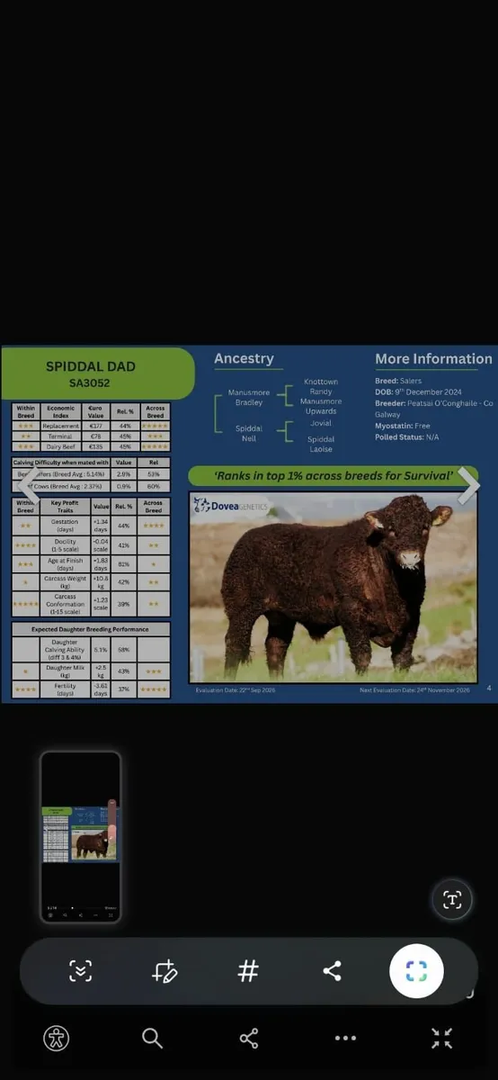 livestock - Image 1