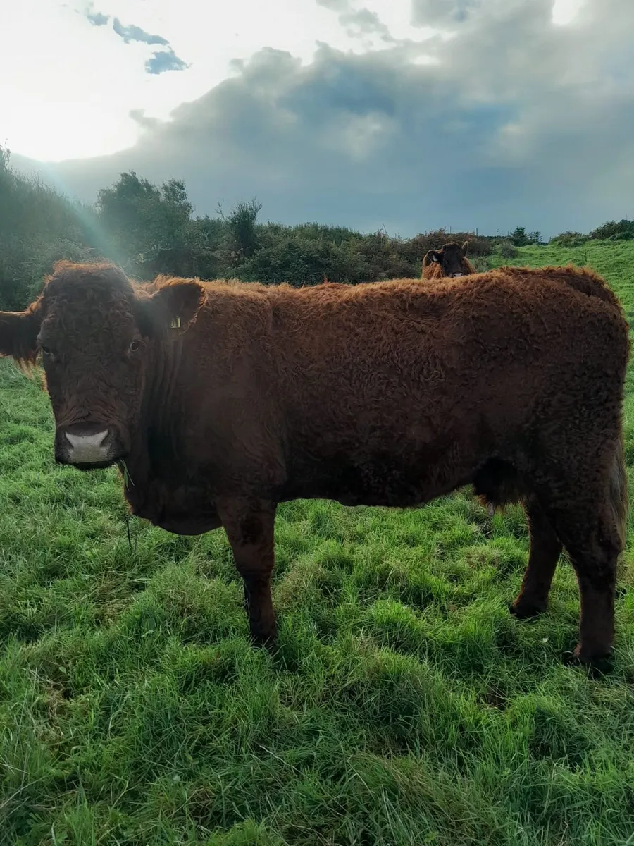 livestock - Image 2