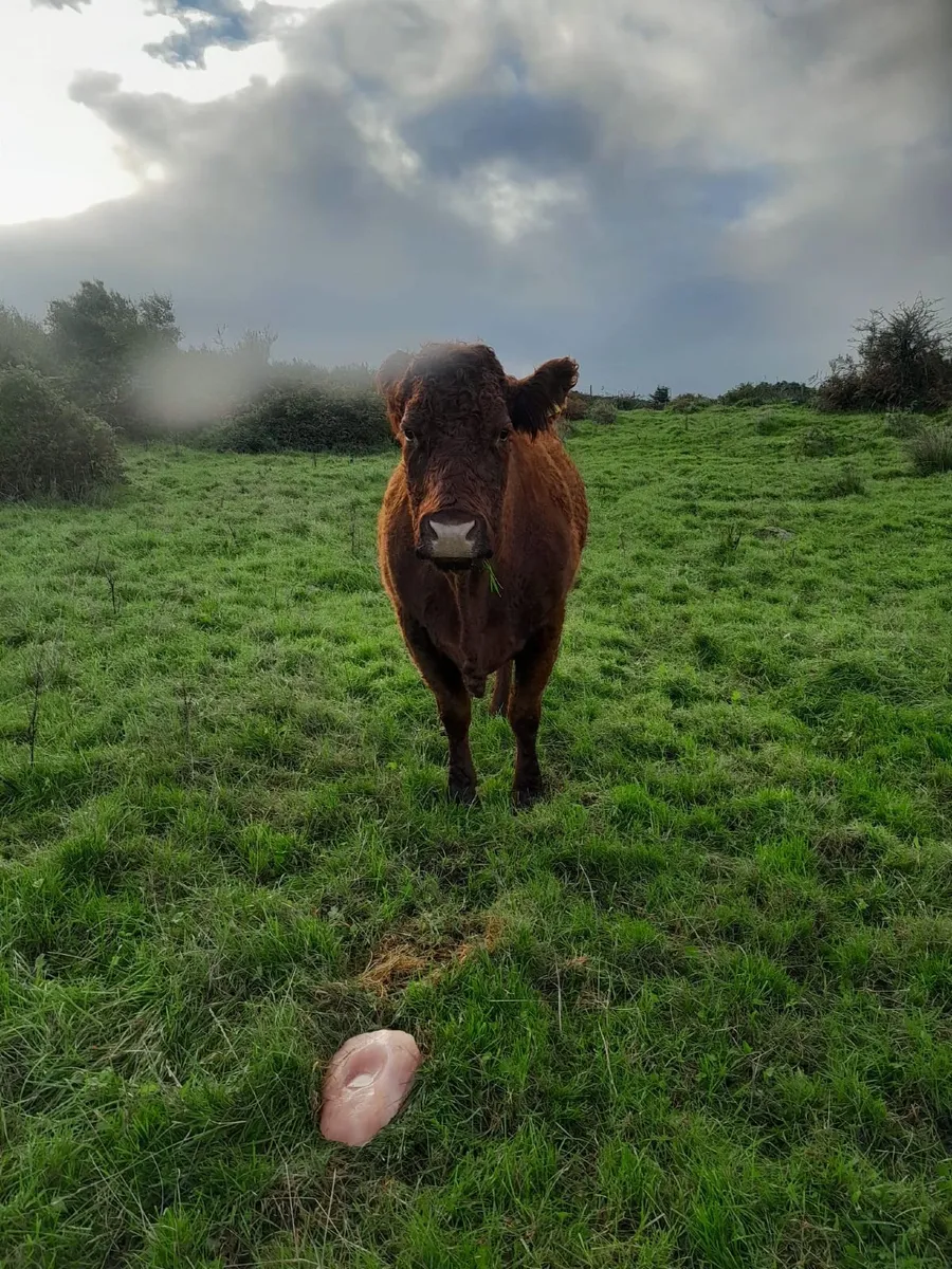 livestock - Image 3