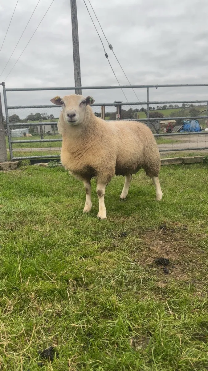 Sis approved Ram lamb - Image 1
