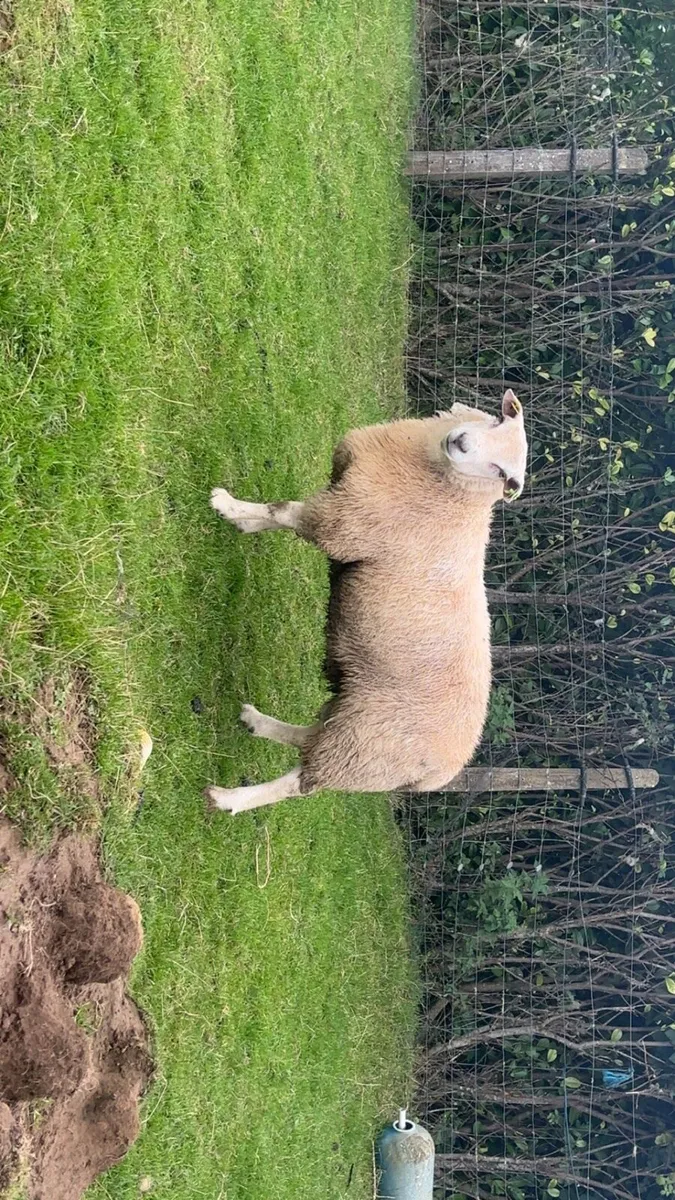 Sis approved Ram lamb - Image 2