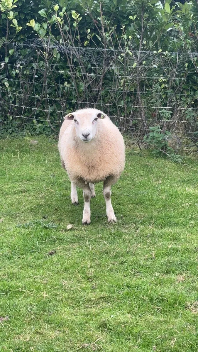 Sis approved Ram lamb - Image 3