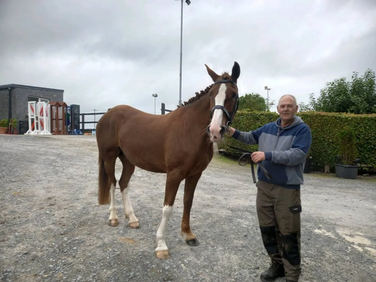 Class 1 5 year old irish draught mare - Image 4