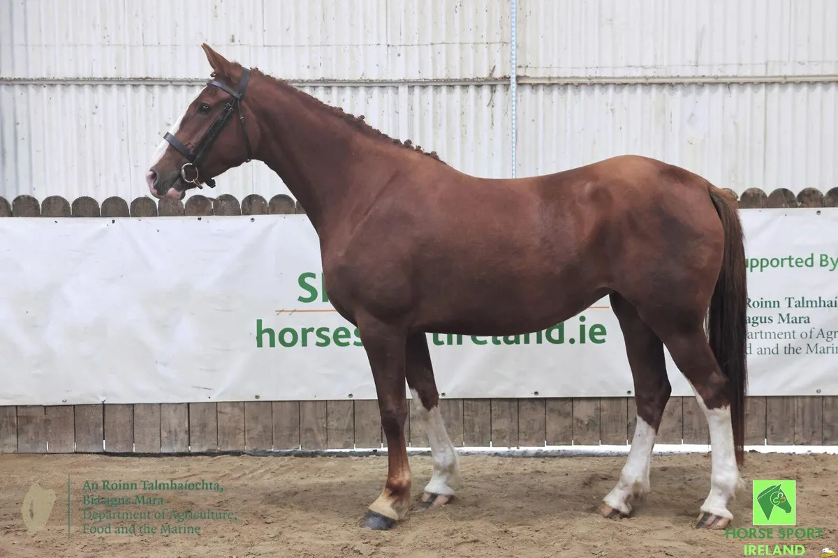 Class 1 5 year old irish draught mare - Image 1