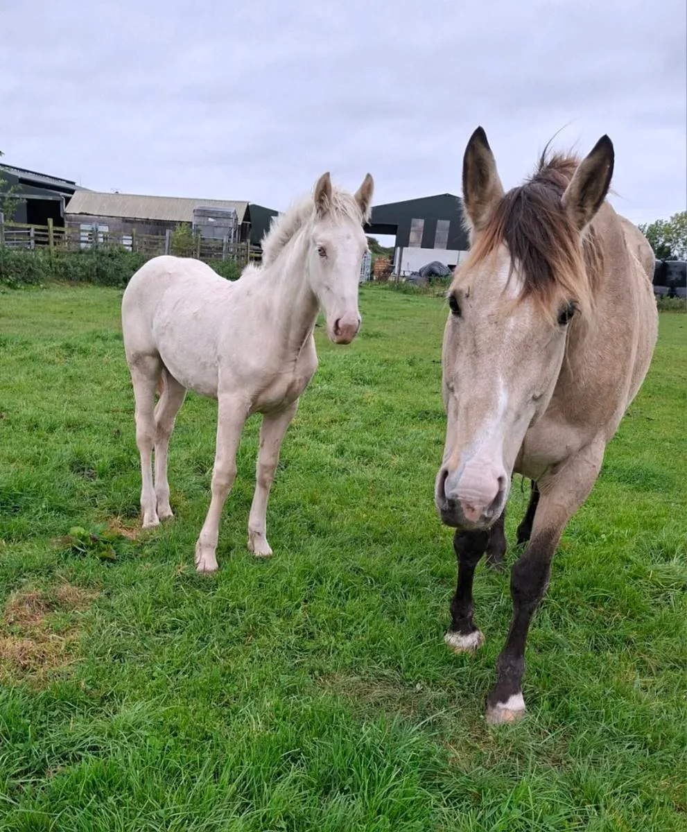 Cremello filly foal - Image 2