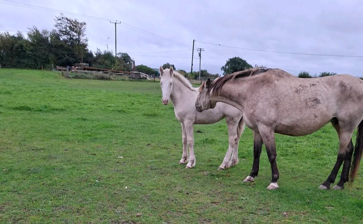 Cremello filly foal - Image 1