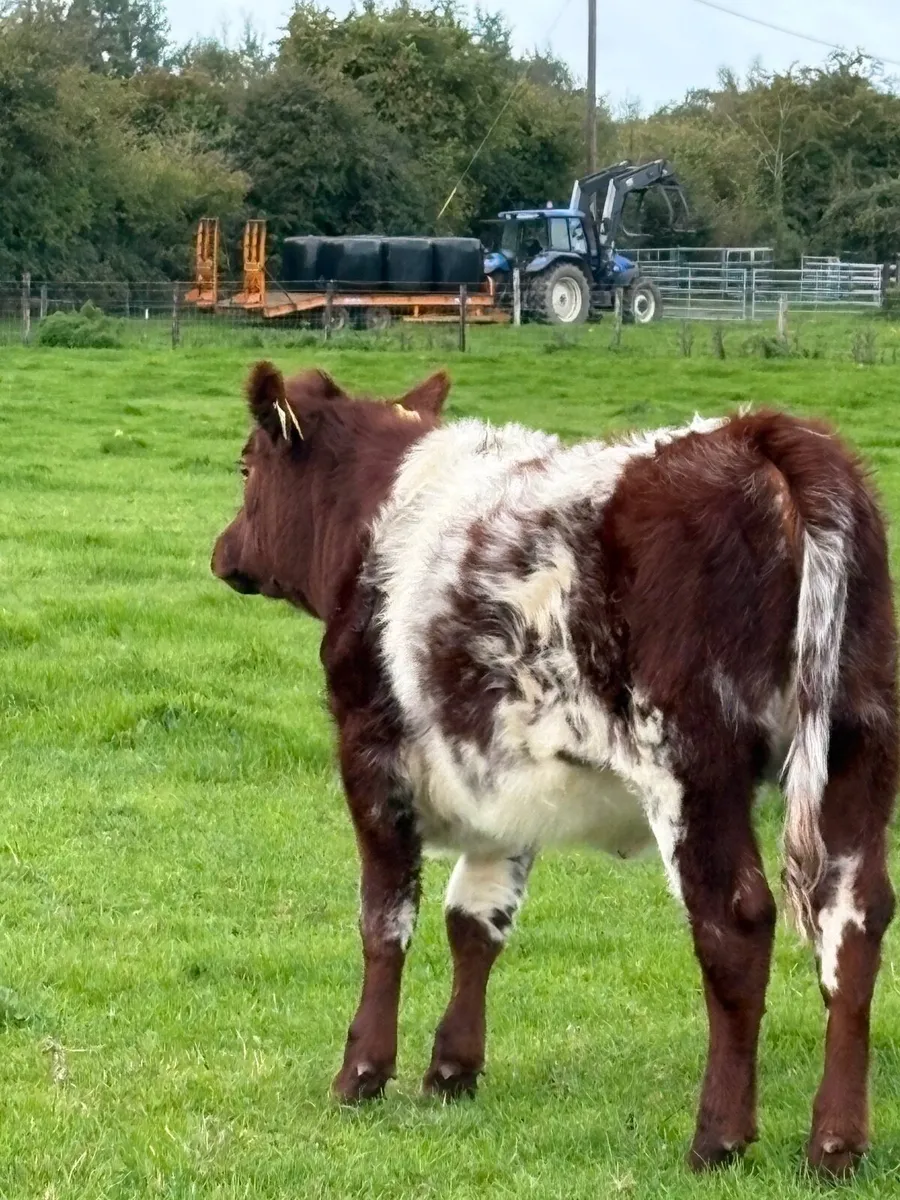 Heifer - Image 1