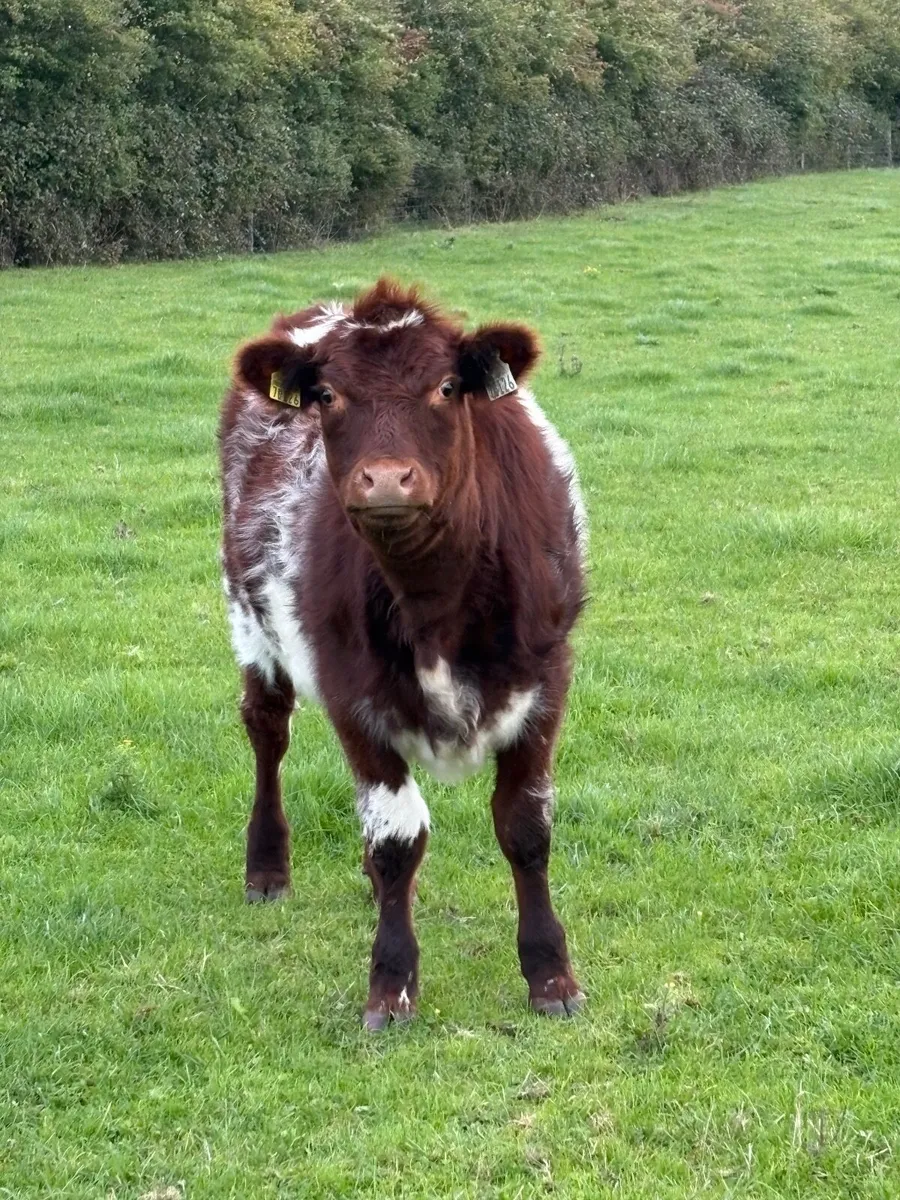 Heifer - Image 2
