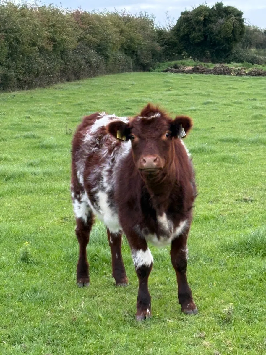 Heifer - Image 3