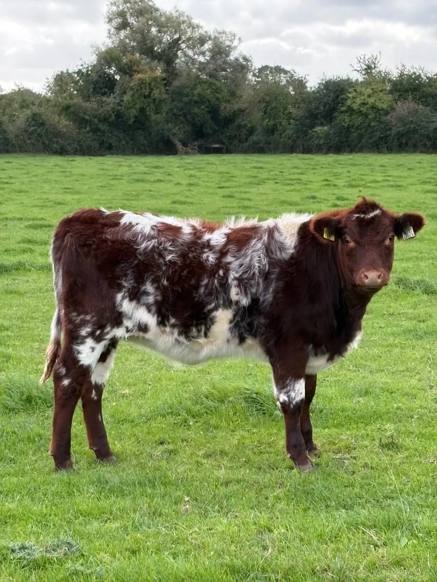 Heifer - Image 4