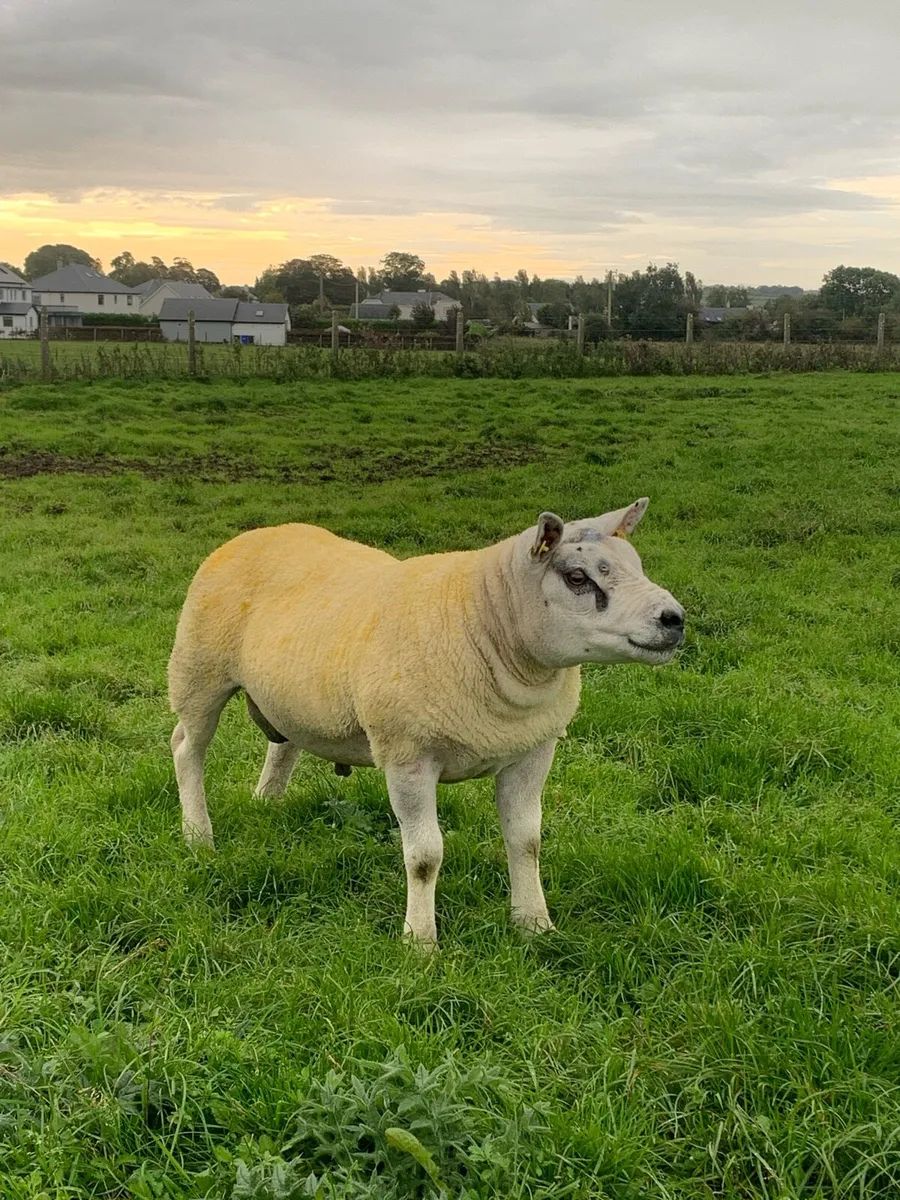 🏆Hogget ram 🏆 - Image 1