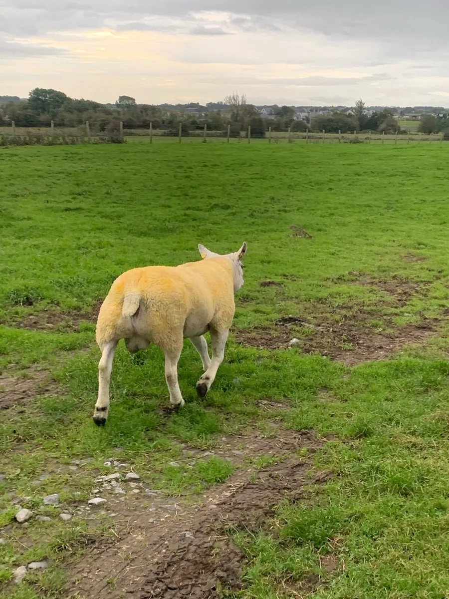 🏆Hogget ram 🏆 - Image 2