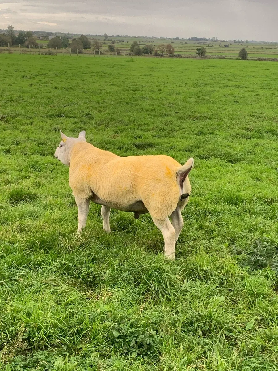🏆Hogget ram 🏆 - Image 3