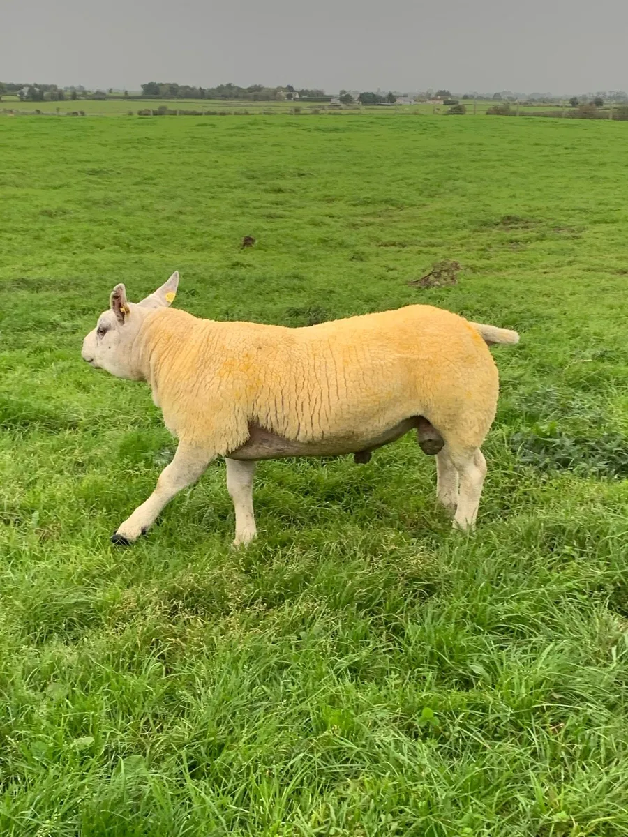 🏆Hogget ram 🏆 - Image 4