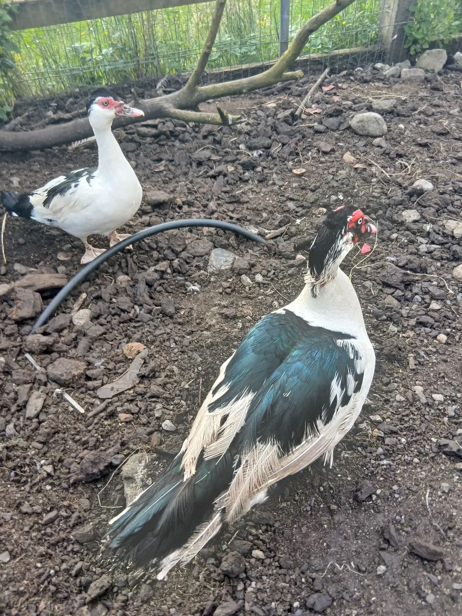 Muscovy pair  €35