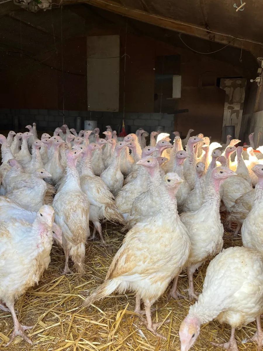 9 WEEK OLD WHITE & BRONZE TURKEYS AVAILABLE - Image 2