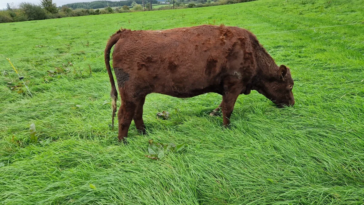 Heifers - Image 2