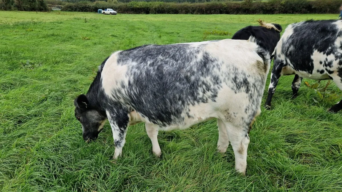 Heifers - Image 3