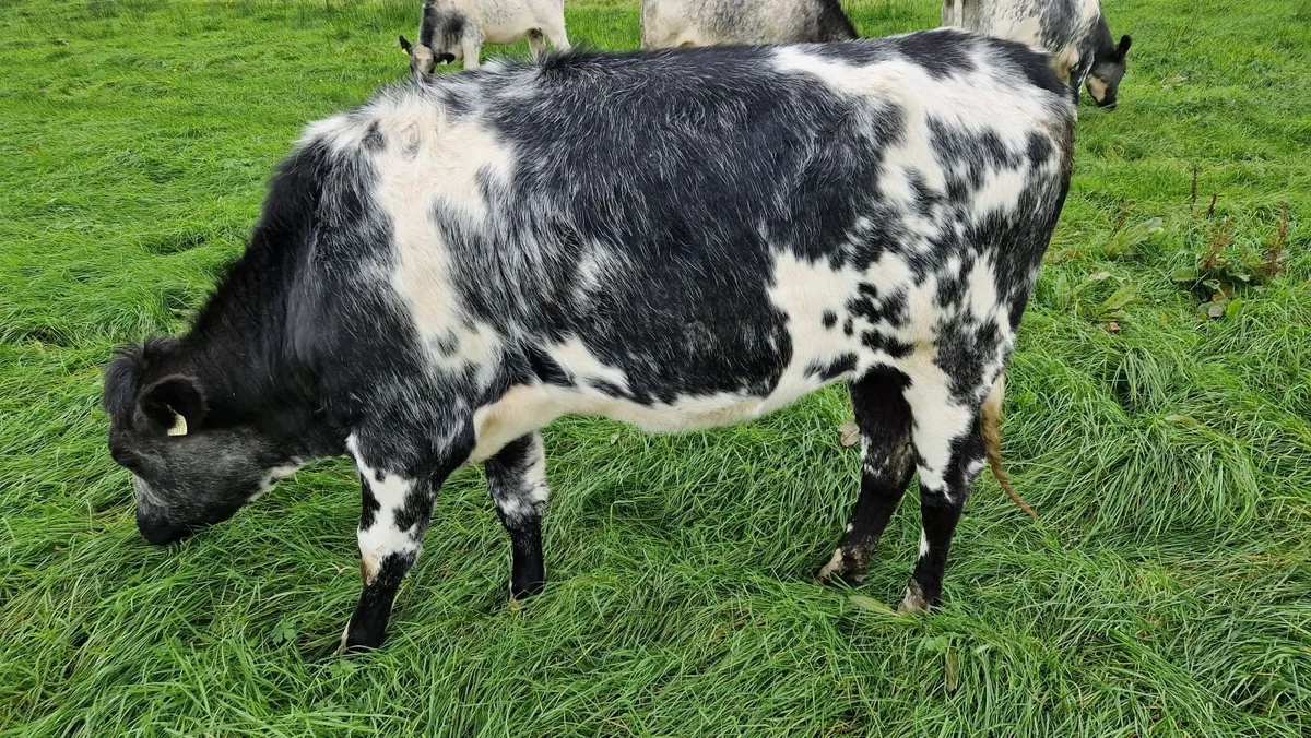 Heifers - Image 4