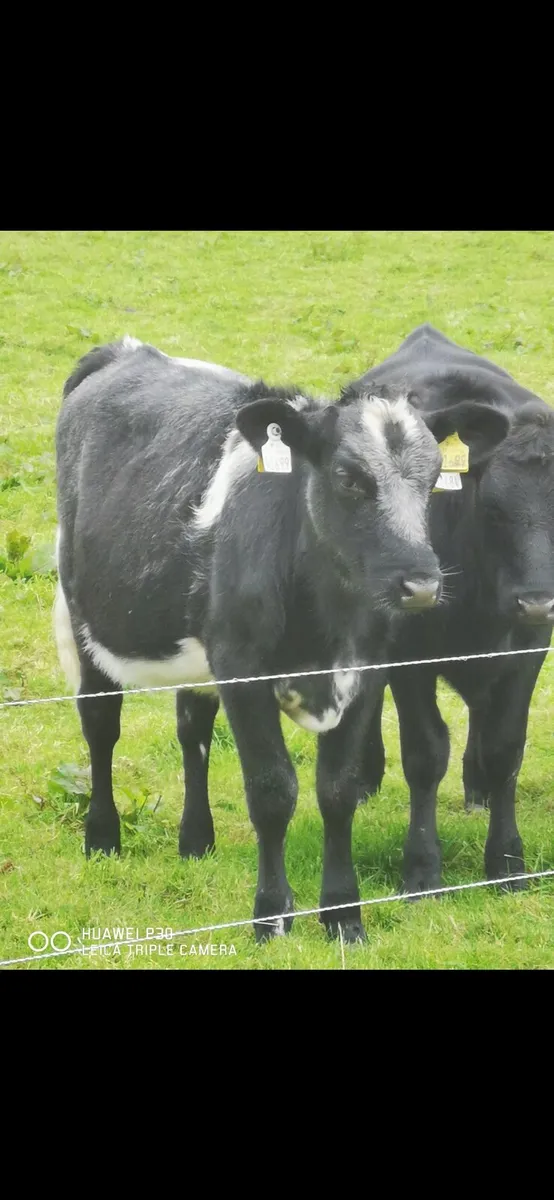 Angus Heifers - Image 3
