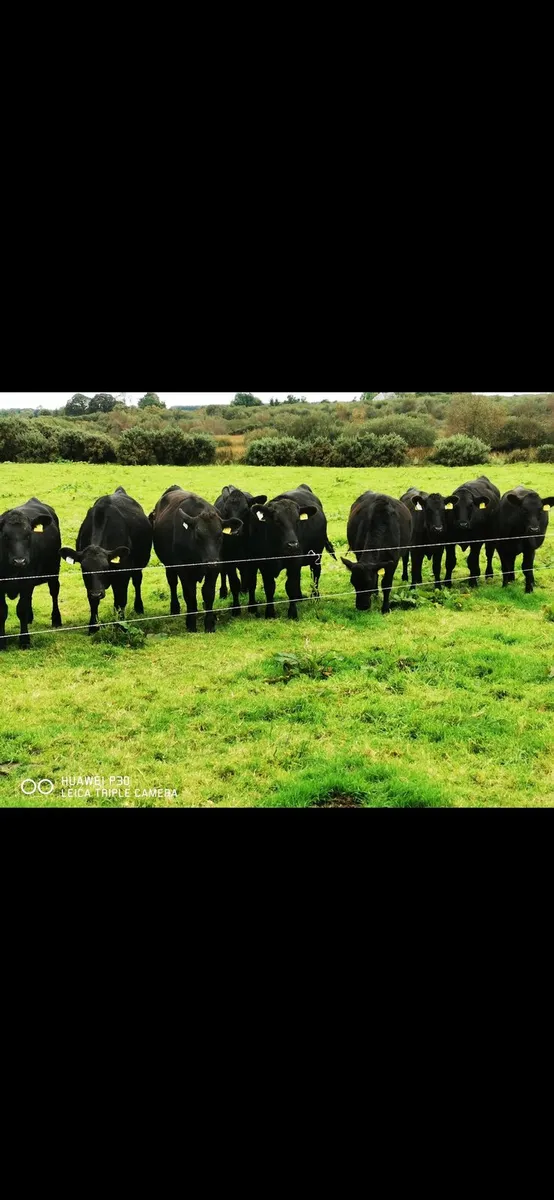 Angus Heifers - Image 4