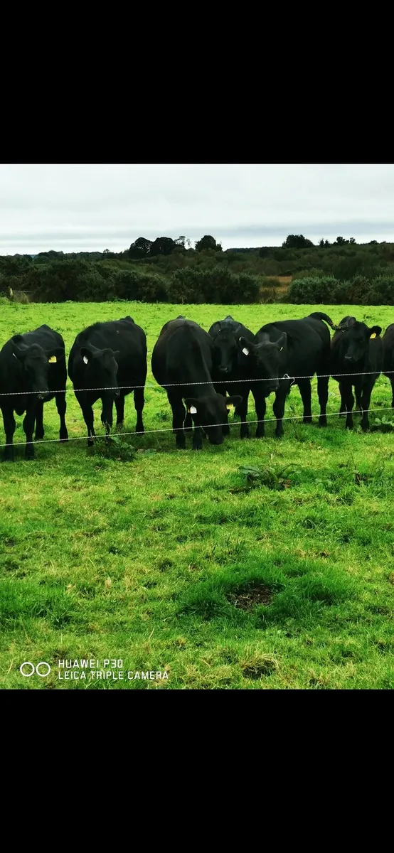 Angus Heifers - Image 2