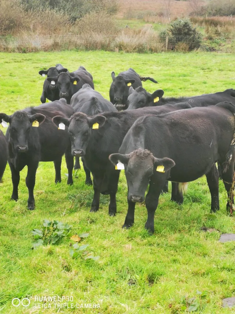 Angus Heifers - Image 1