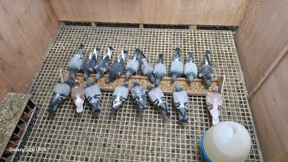 Racing pigeons stock - Image 1