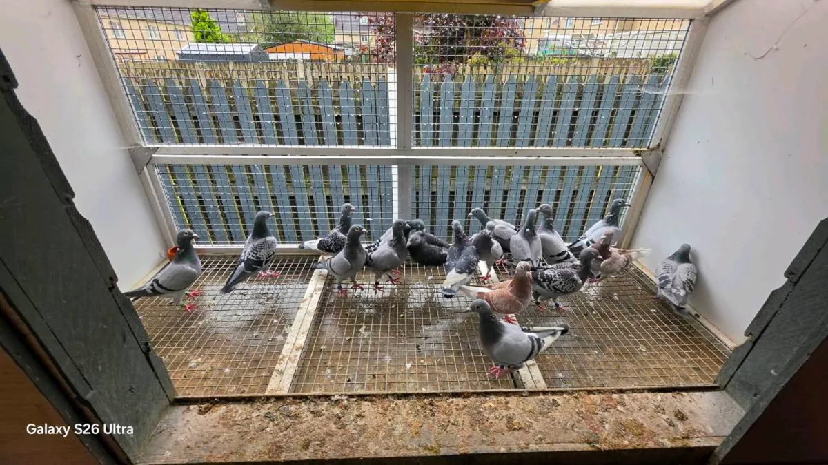 Racing pigeons stock - Image 2