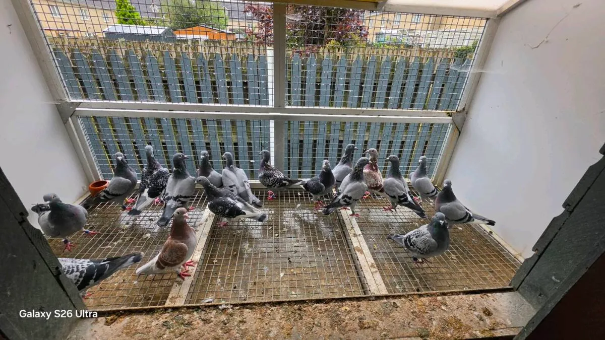 Racing pigeons stock - Image 3
